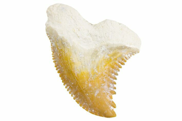 Fossil Shark Tooth (Hemipristis) - Bone Valley, Florida #299480